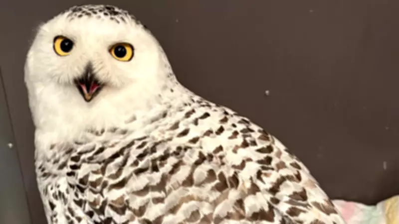Injured Snowy Owl Rescued in Drumheller, Receiving Care at Alberta Wildlife Institute