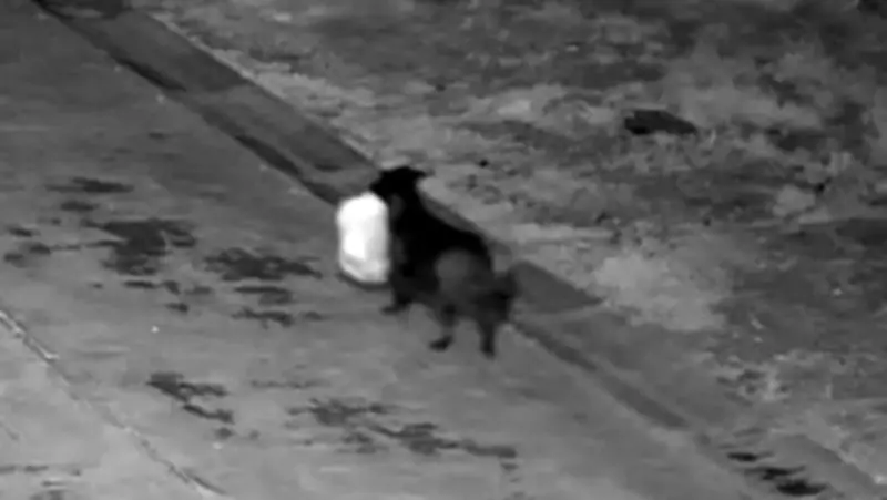 Italian Authorities: Man Trained Dog to Illegally Dump Garbage in Cunning Scheme