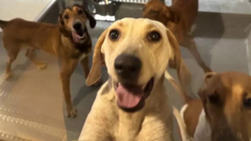 London Hospital's Canine Research Cleared in Review, Yet Ethical Concerns Persist