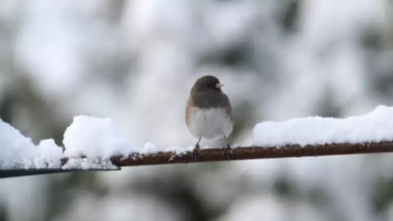 London, Ontario Braces for Snow to Mixed Precipitation Transition