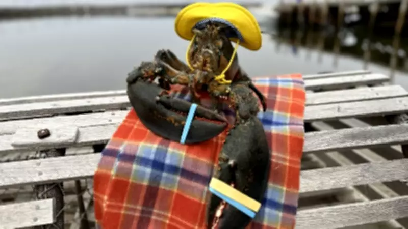 Lucy the Lobster Predicts Early Spring for Canada, Agrees with Wiarton Willie