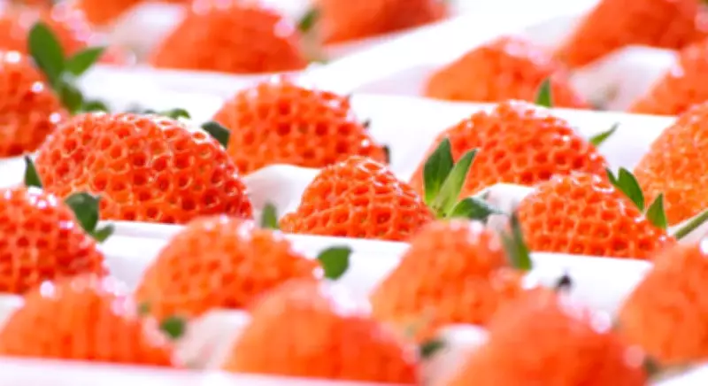 Luxury Strawberries Arrive in Central Ontario, Offering Premium Taste Experience