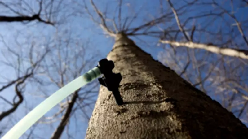 Maple Tapping Season Begins in Waterloo-Wellington Region