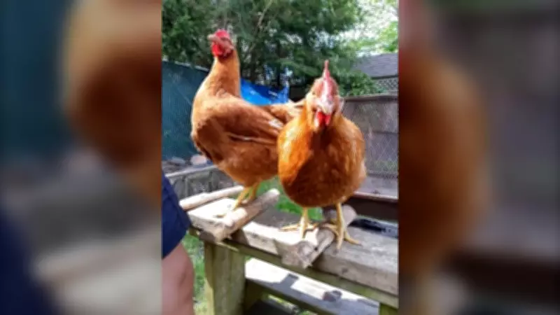 Maritime Business 'Hire a Hen' Offers Chicken Coop and Hen Rentals for Backyard Farming