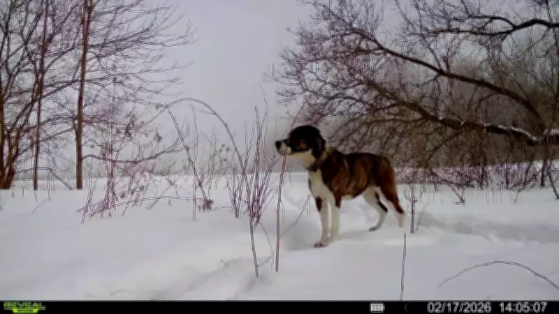 Missing Ontario Dog Found Safe After Five-Month Winter Ordeal in Stayner