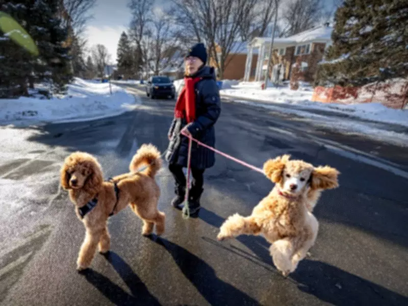 Montreal Weather: A Salty Start Sweetens with Snowy Delight