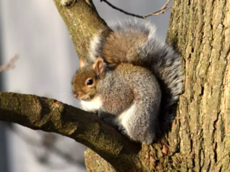 Montreal Weather: Sunshine Today, Light Snow Overnight with Chilly Temperatures
