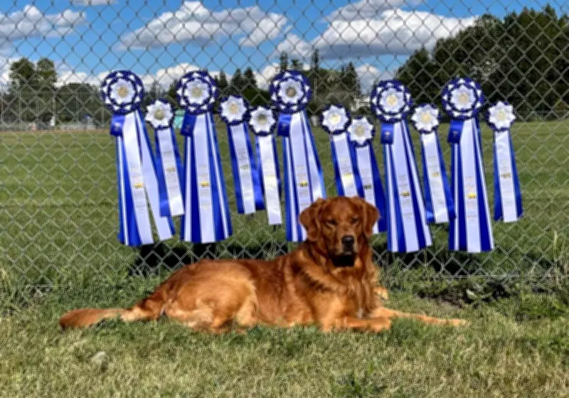 Moose Jaw's Golden Retriever Tuck Achieves Top National Canine Accolades