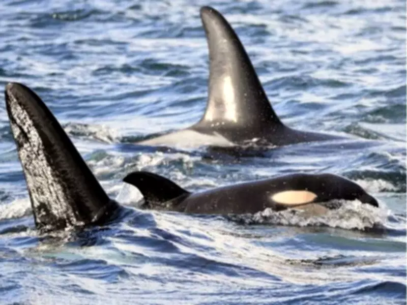 New Orca Calf Born to Critically Endangered Southern Resident Population in B.C.