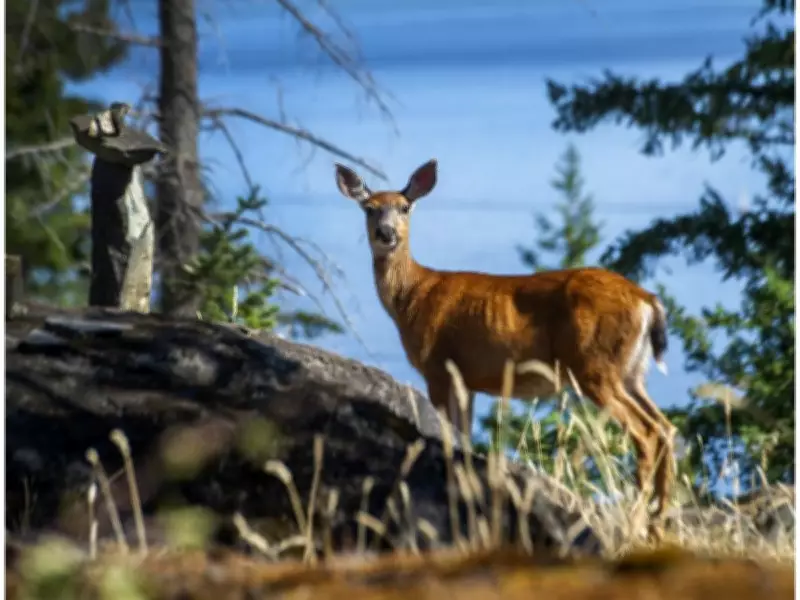 No Chronic Wasting Disease Detected in Cranbrook Deer Cull of 228 Animals
