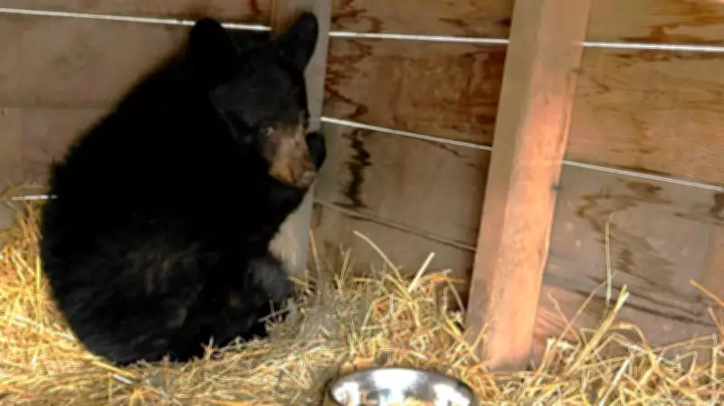 Northern Alberta Woman Recalls Rescuing Underweight Bear Cub from Backyard Deck Box