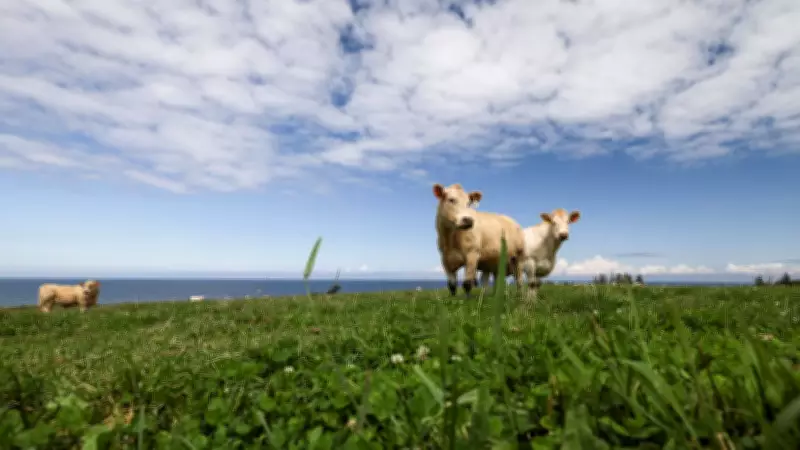 Nova Scotia Invests $1.5 Million to Boost Local Beef Industry and Support Farmers