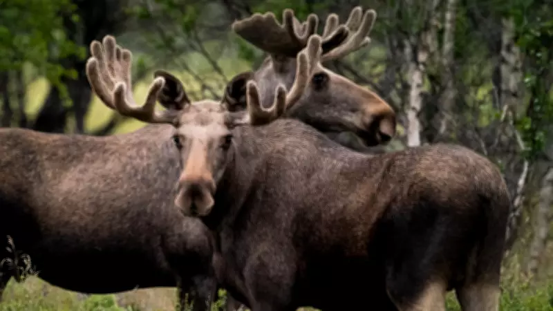 Ontario Men Fined Thousands for Illegal Moose Meat Sales in Conservation Crackdown