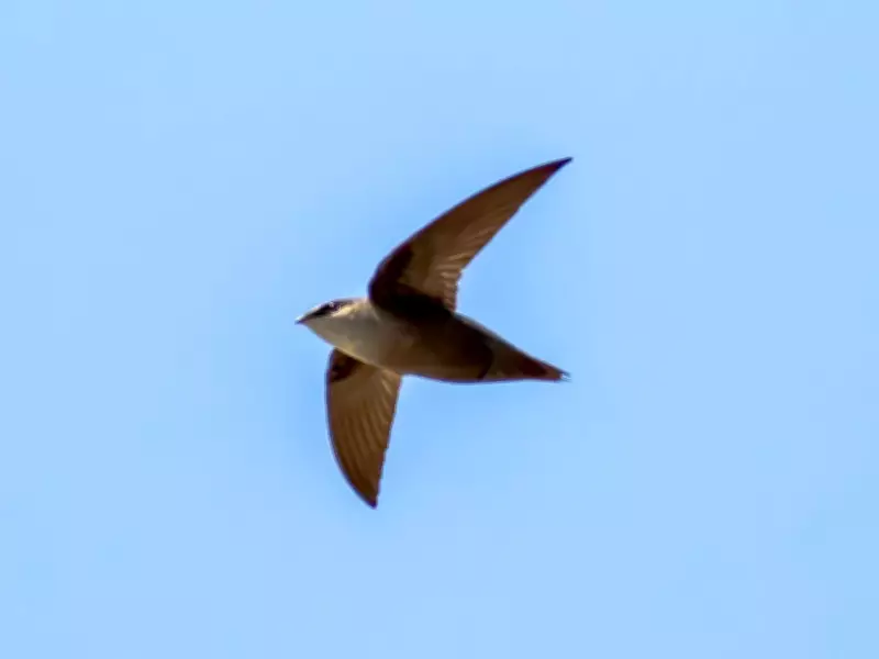 Ontario Property Owner and Contractor Fined $157K for Damaging Threatened Bird Habitat