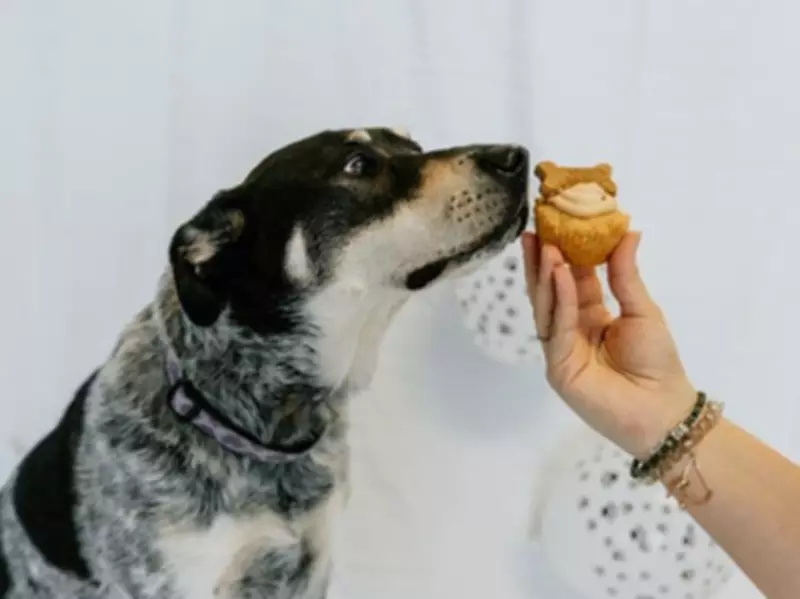 Ontario SPCA Cupcake Day Returns: Sweet Fundraiser Supports Shelter Pets