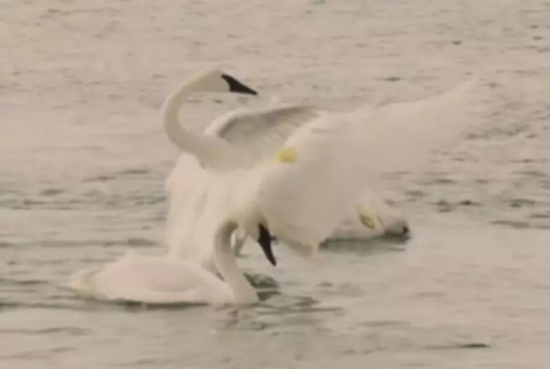 Ontario's Trumpeter Swans: Conservation Efforts Continue for Rare Species