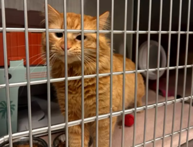 OSPCA Rescues Animals from Remote Northern Canadian Communities