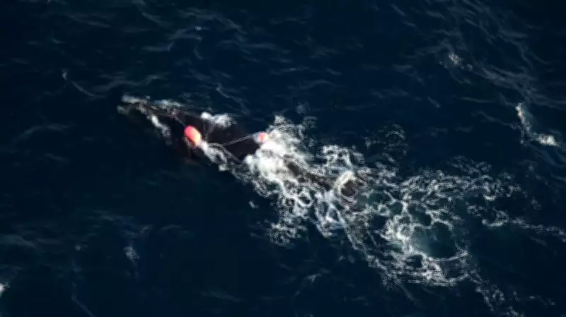 Ottawa Unveils Five-Year Fishing Strategy to Protect Whales and Reduce Entanglements