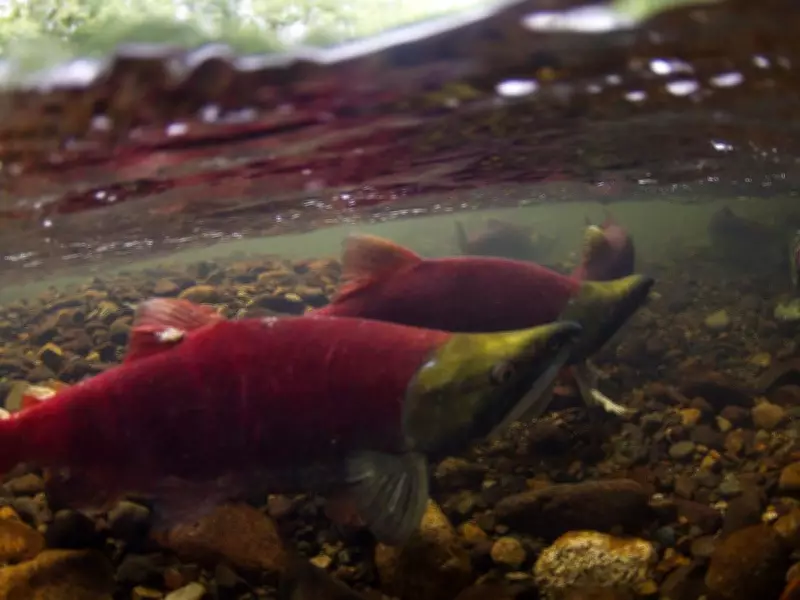 Pacific Salmon Treaty Must Prioritize Conservation Over Allocation in Era of Scarcity