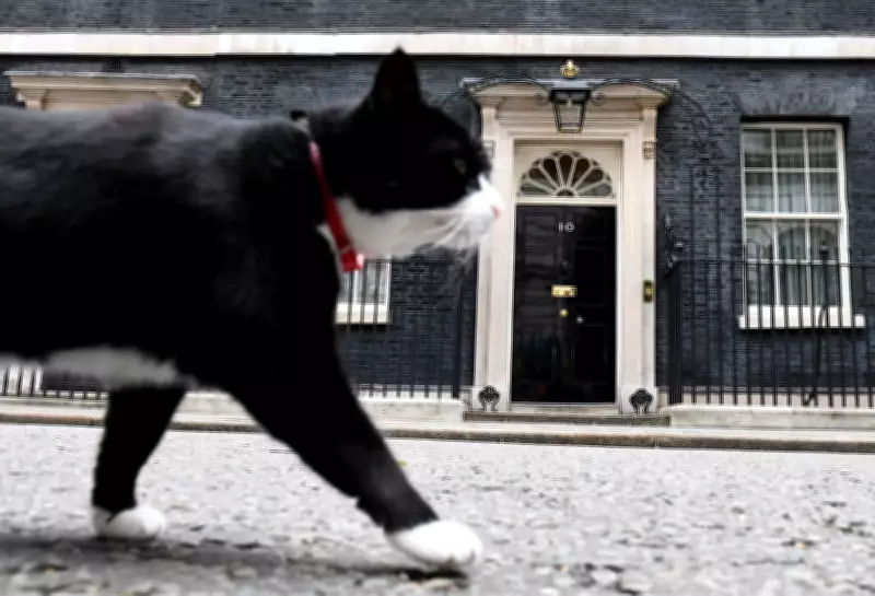 Palmerston, the U.K.'s Celebrated 'Diplocat,' Passes Away in Bermuda