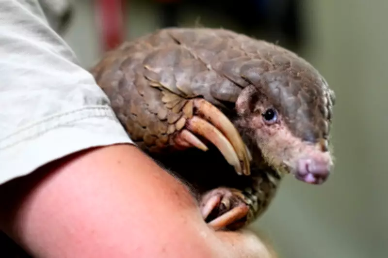 Pangolins: The World's Most Trafficked Mammals Face Extinction Threat