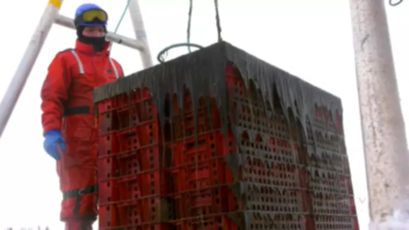 P.E.I. Oyster Farmers Brave Winter Ice for Early Harvest to Meet Surging Demand