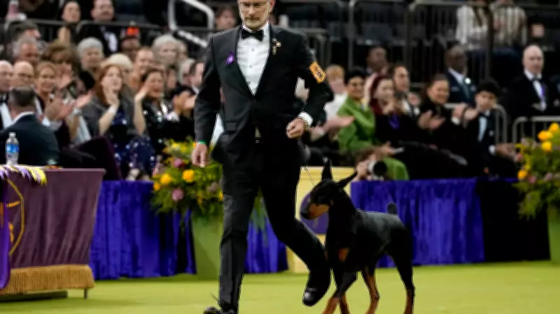 Penny the Doberman Wins Westminster Best in Show, Veteran Handler Linton Celebrates Historic Victory