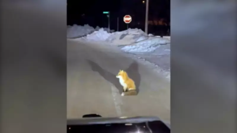 Playful Foxes Block OPP Cruiser in Northwestern Ontario Standoff
