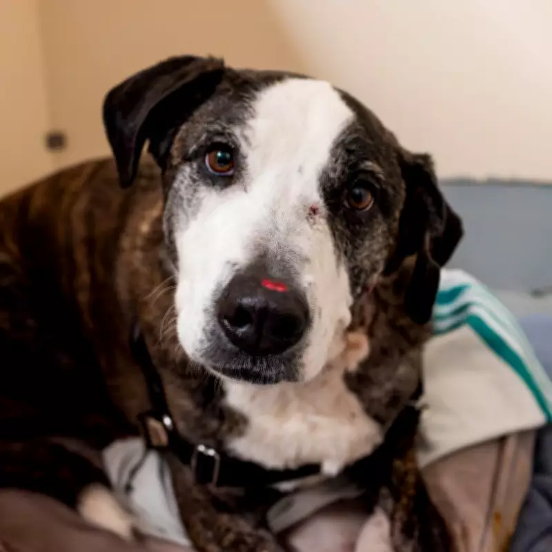 Quebec Dog Survives Multiple Gunshot Wounds, SPCA Investigates Cruelty