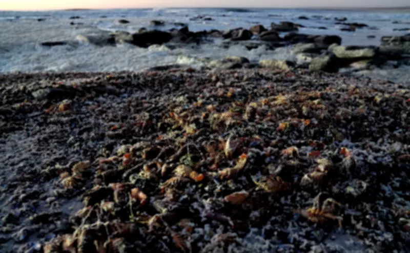 Red Tide Crisis in South Africa Leads to Mass Crayfish Mortality