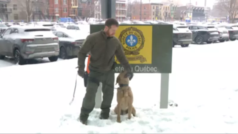 Reggie, Quebec's First Cadaver Dog, Completes Dozens of Missions in Debut Year