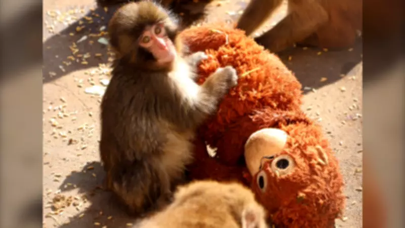 Rights Group Condemns Treatment of Viral Japanese Monkey in New Report
