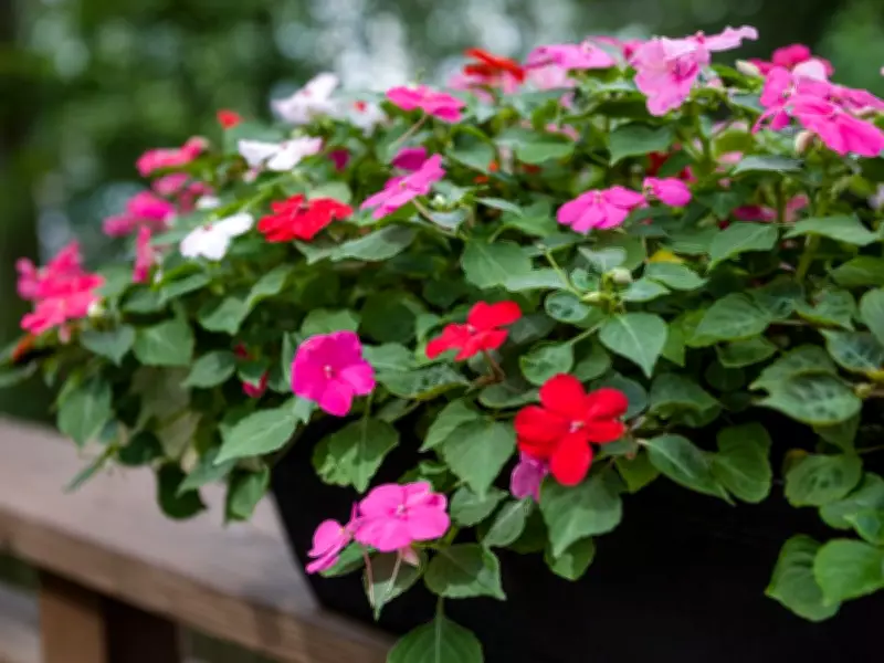 Root Bound Plants: How to Rescue and Revitalize Your Garden's Health