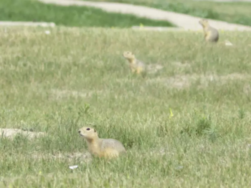 Saskatchewan, Alberta Urge Ottawa to Approve Gopher Poison After Rejection