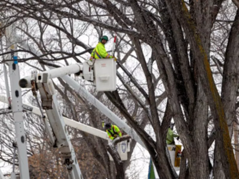 Saskatoon Confronts Dutch Elm Disease Surge, Seeks $1.7M for Management