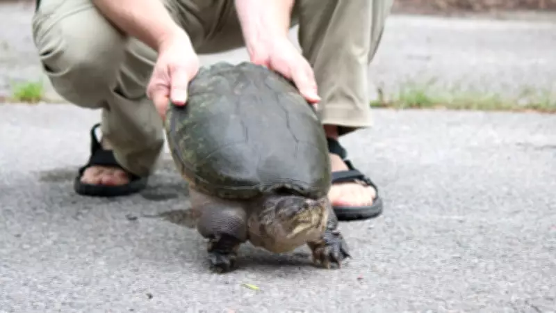 Scarborough Resident Fined for Illegal Snapping Turtle Hunting in Ontario