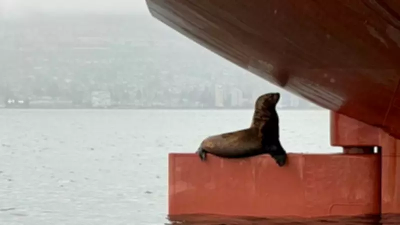Seal Stowaway Strikes a Pose on Giant Grain Ship in Vancouver's English Bay