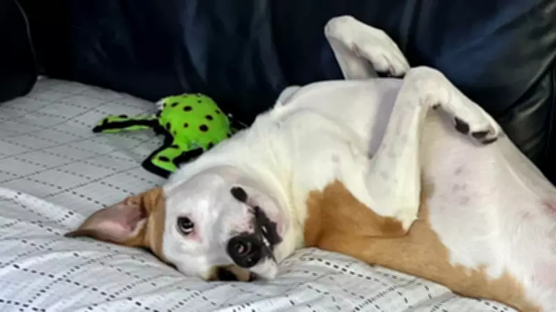 Should Your Dog Be in the Room During Intimacy? A Vet Behaviorist Weighs In