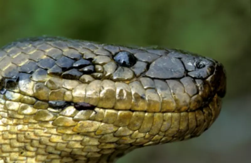 Snake Cannibalism More Common Than Previously Thought, New Study Reveals