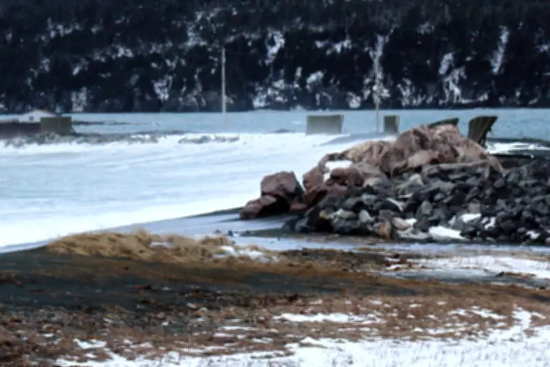 State of Emergency Declared in Newfoundland Town After Devastating Winter Storm