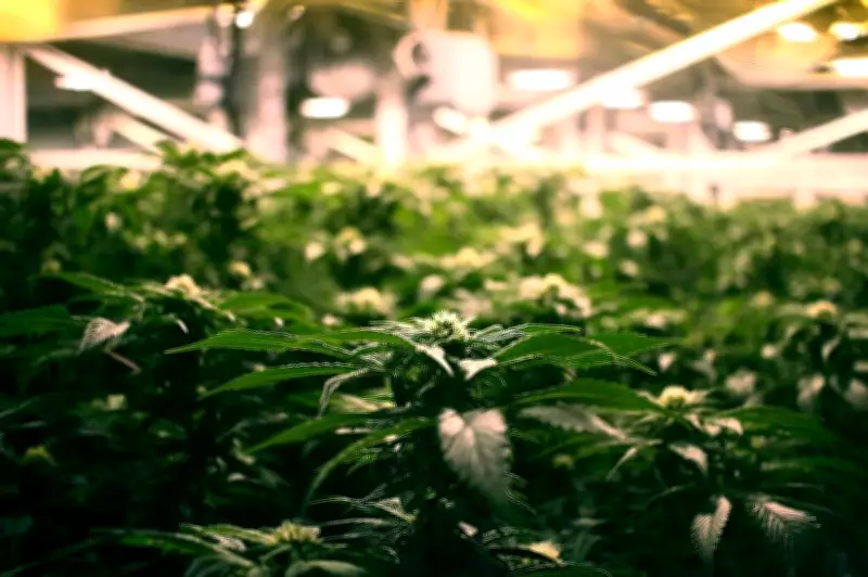 Study Links Rising Psychosis in Canadian Youth to Cannabis Use