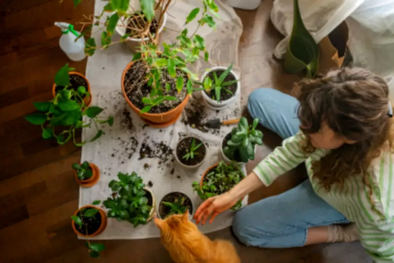 The City Gardener's Guide: Mastering the Art of Repotting Houseplants