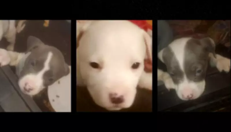 Three Puppies Stolen in Windsor Home Invasion; Police Launch Investigation