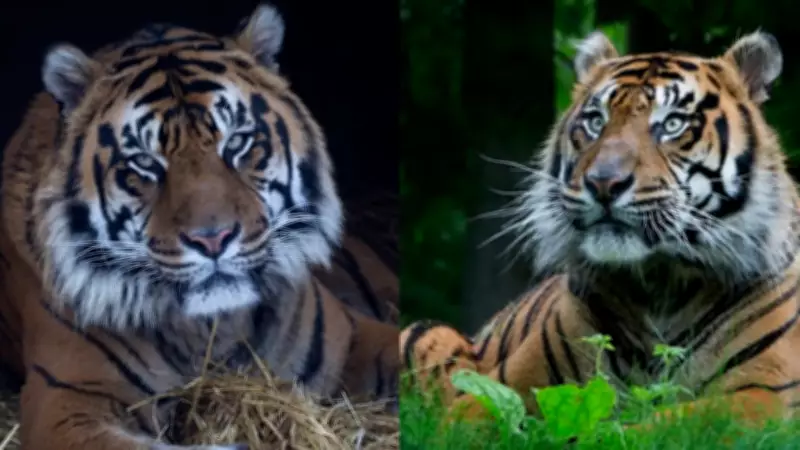 Toronto Zoo Euthanizes 17-Year-Old Sumatran Tiger Hari After Compassionate Decision