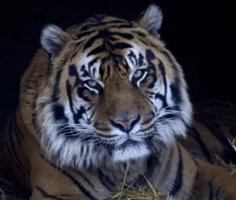 Toronto Zoo Euthanizes Elderly Sumatran Tiger Hari After Kidney Failure