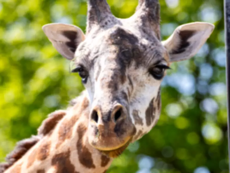 Toronto Zoo Giraffe Kiko Died from Cardiac Failure After Getting Stuck