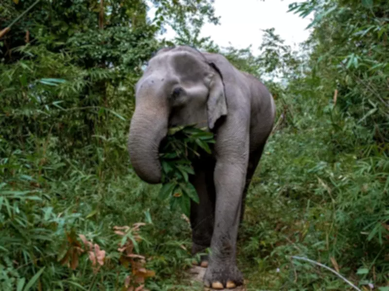 Tourist Trampled to Death by Notorious Bull Elephant in Thailand National Park