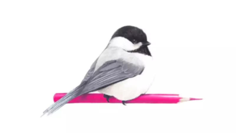 Two Bird Drawings Stolen from Downtown Halifax Art Gallery