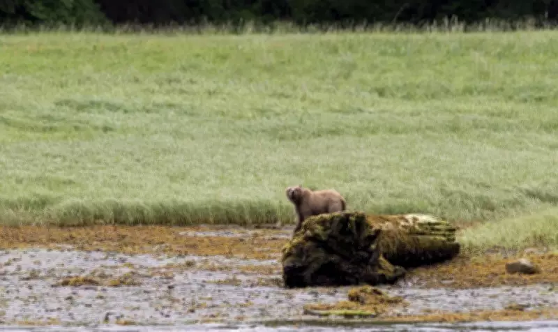 Two Individuals Fined $3,000 Each for Illegal Grizzly Bear Killing on British Columbia Island