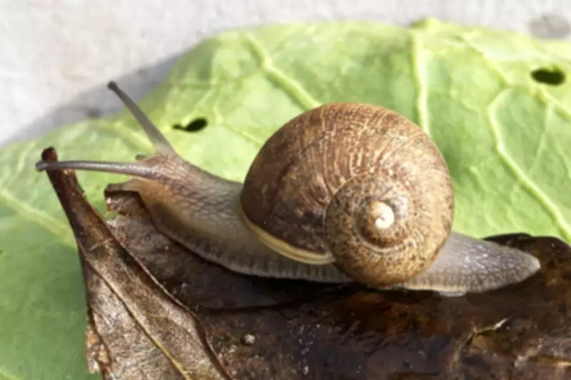 U.K. Zoo Celebrates Snail's Return from Extinction's Edge